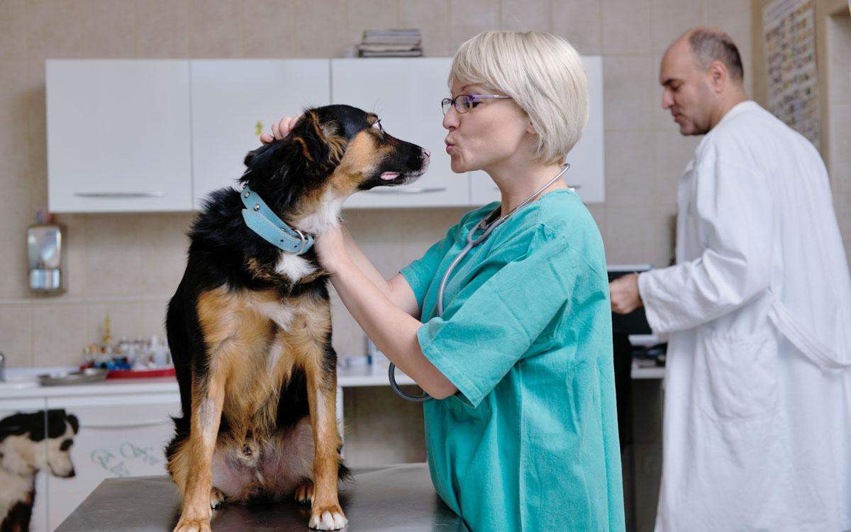 How to Find the Right Veterinarian for Your Pet 